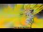 Dragonball Z Movie 13 (65)